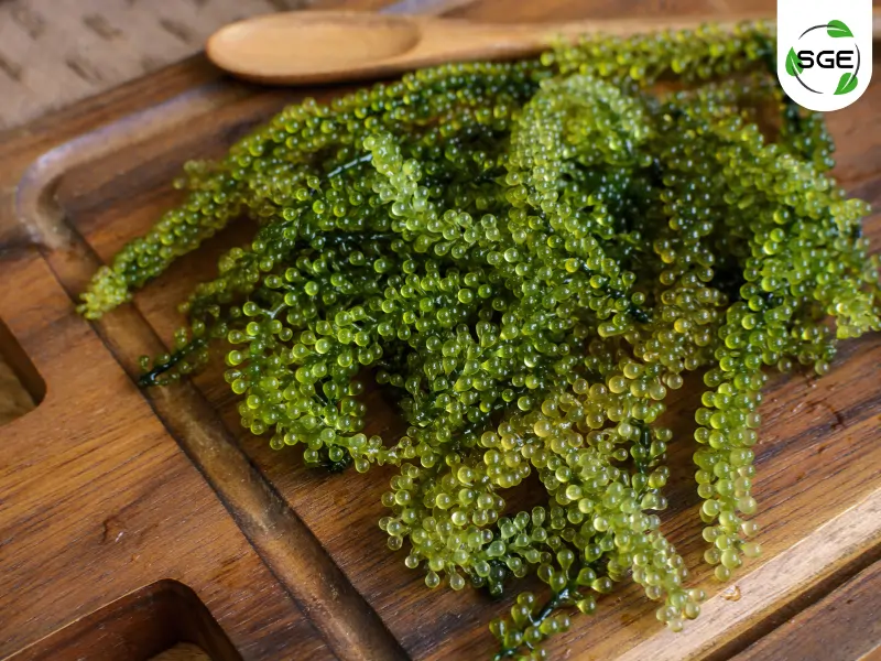 สาหร่ายพวงองุ่น